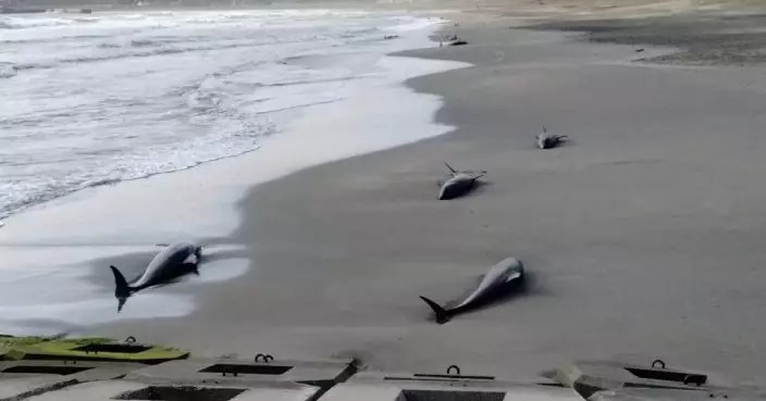 日奧運滑浪賽場32海豚擱淺 7死3虛弱