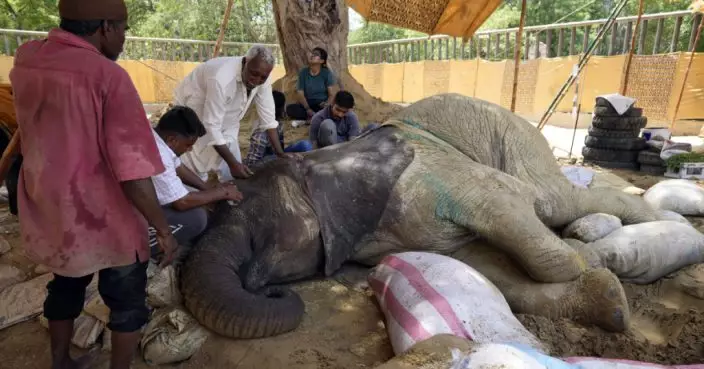 巴基斯坦動物園17歲大象跌倒後重傷不治 園長被免職
