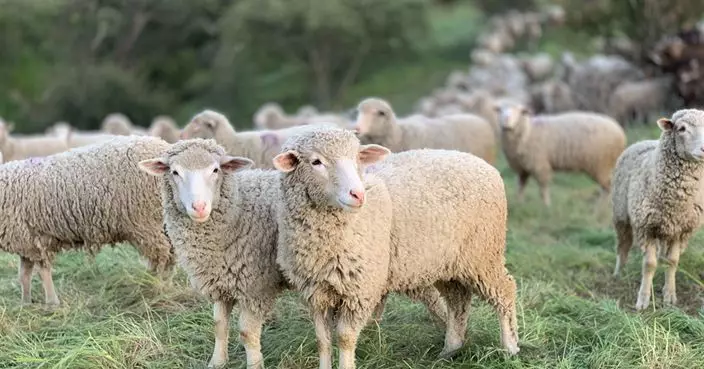 新西蘭羊隻與人比例跌至不足5比1  創1850年來新低