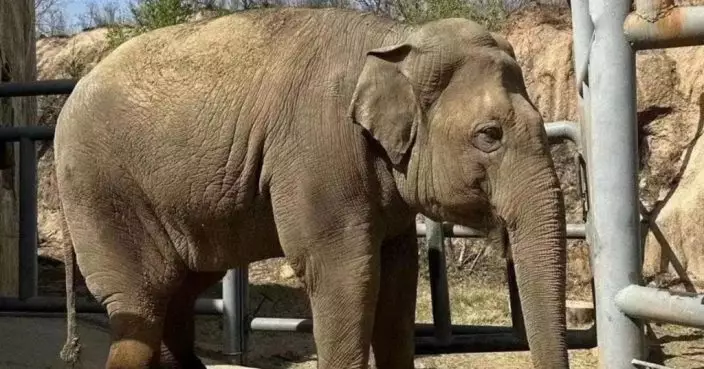 22歲亞洲象欣欣上月離世 驗屍報告指因突發心臟病致死