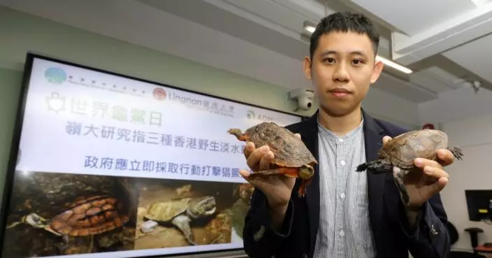 本港3野生淡水龜最快3年內滅絕 嶺大促政府打擊非法捕獵