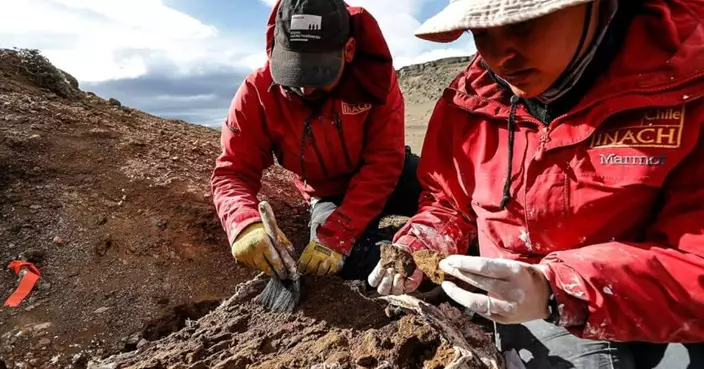 智利出土「鴨嘴龍」新品種化石 南半球首發現棲息證據