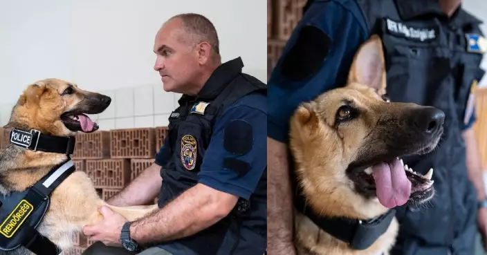 烏克蘭軍犬遭炮彈擊中命危 術後奇跡生還轉匈牙利警局任「親善大使」