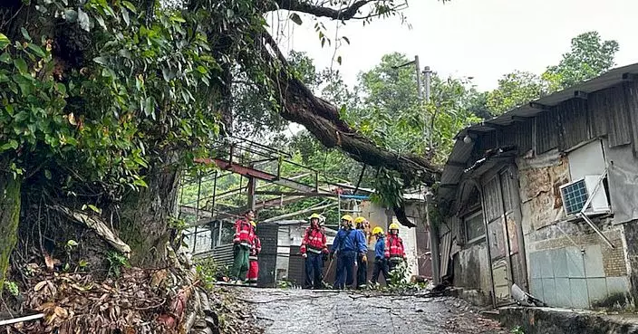 荃灣山邊數米高大樹突倒塌 壓中鐵皮屋頂幸無人傷