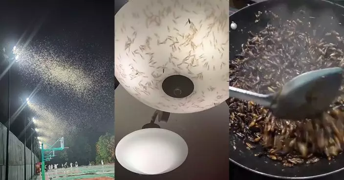 上海夜間白蟻成群飛舞  網民分享防治招數：炸來吃！