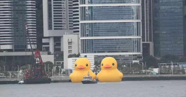 橡皮鴨結伴灣仔啟航暢游維港 停駐中環海濱長廊供巿民觀賞