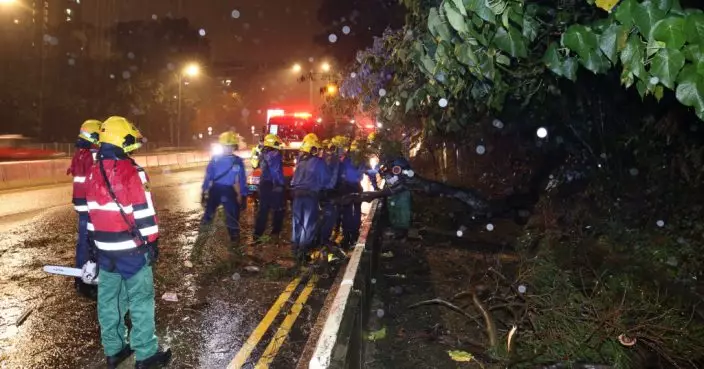 龍翔道大樹黃雨下倒塌 釀兩的士車禍 1司機受傷送院
