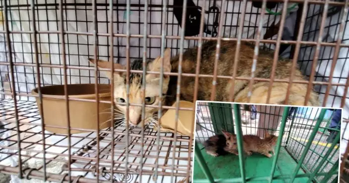 深水埗垃圾屋仍有「漏網」貓咪 警方愛協再到場救走3貓