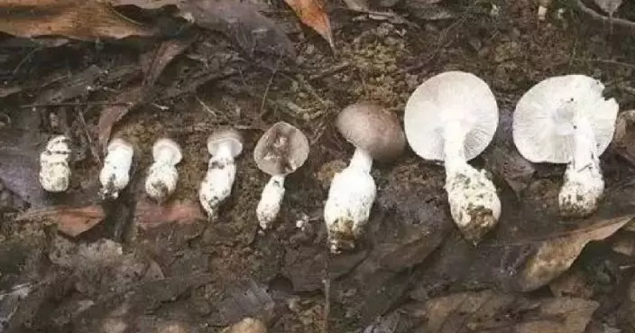 廣東多地爆食用野生蘑菇中毒 5月份有20人中招5死