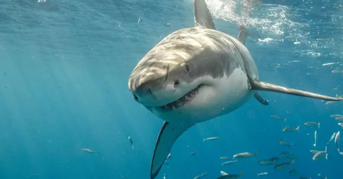 美國佛州海岸常有毒品被抛落海  專家警告或有鯊魚因此吸食上癮