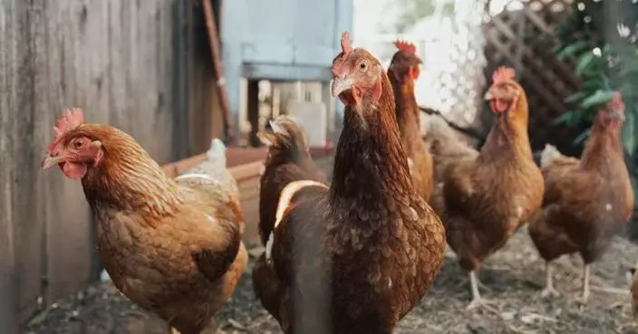 波蘭羅茲省爆高致病性H5N1禽流感 香港暫停進口禽肉禽蛋