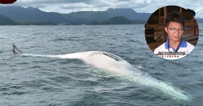 海洋公園將鯨魚移至萬宜水庫解剖　未知背部新傷口是否「致命傷」