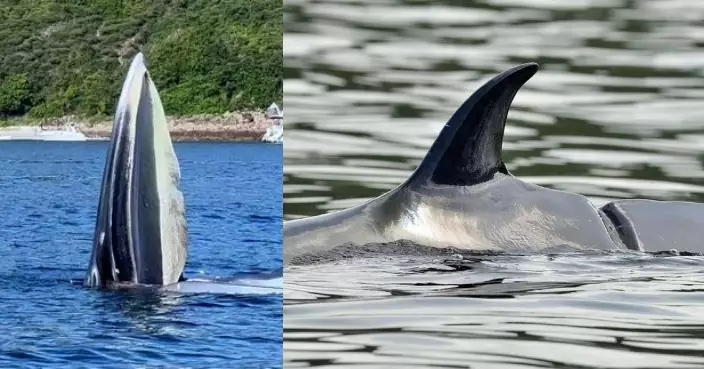 西貢鯨魚背部有傷痕 海洋公園籲市民切勿出海近距離追尋