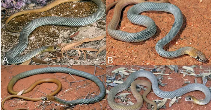 認錯蛇？澳洲驚現毒蛇新品種 行動迅速如沙漠蜥蜴