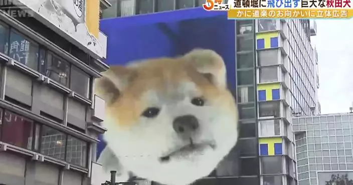 日本忠犬八公誕辰100周年 大阪東京亮3D秋田犬廣告