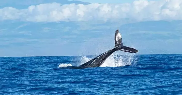 鯨魚透透氣惹禍 意外頂沉快艇兩人彈飛1死1傷