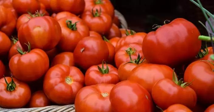 價格暴漲7倍番茄變「金蛋」 印度農民一夜變富翁
