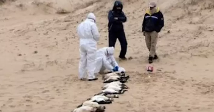 2000企鵝過去10天陳屍烏拉圭海岸 死因成謎