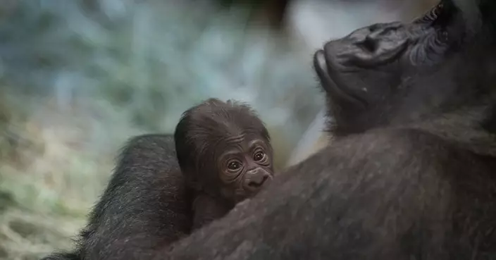 「雄性」大猩猩誕下寶寶！動物園揭驚人真相
