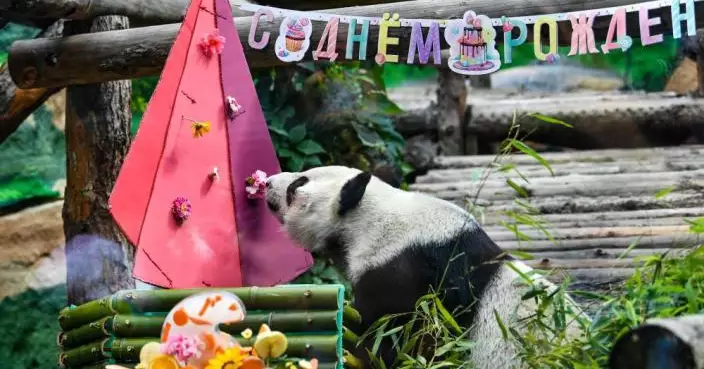 大熊貓如意和丁丁莫斯科慶生 動物園特製冰鎮蛋糕