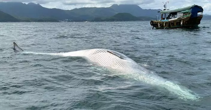 海洋公園籲市民避免不必要觀鯨活動 專家指設禁船區可避免悲劇