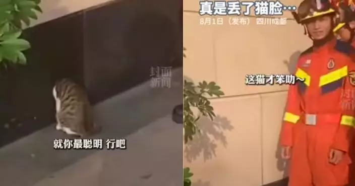 傻貓卡鼠洞 連救援消防員都爆笑 脫困後秒逃離：丟貓臉