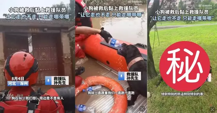 小黑狗暴雨受困獲搜救員救出 緊隨其後似感恩回報