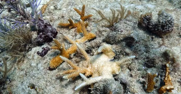 海洋生物的「安樂窩」！荷蘭研究發現枯梨樹可作人工魚礁