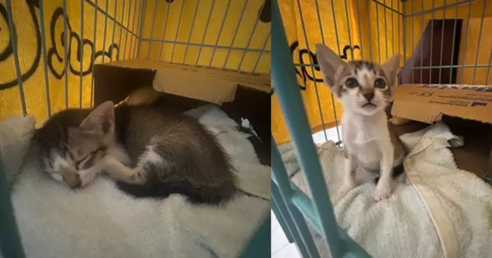 父帶子公園棄貓仔  正義港女心痛收養嘆：何謂「身教」