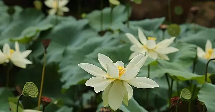 黃淑嫻稱政府為生物多樣性治理作貢獻   北部都會區設濕地公園