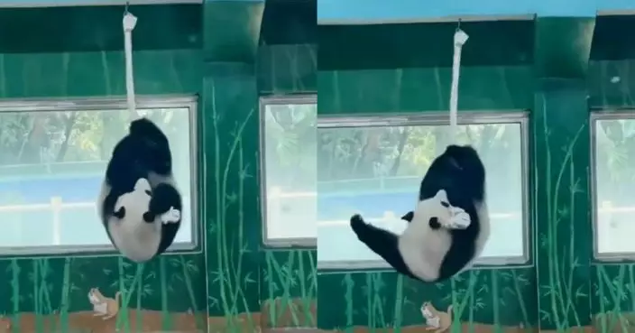 現實版「功夫熊貓」？廣州大熊貓花式轉圈「做空中瑜伽」