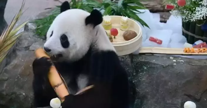 廣州「頂流」大熊貓10歲啦！動物園「一盅兩件」慶生