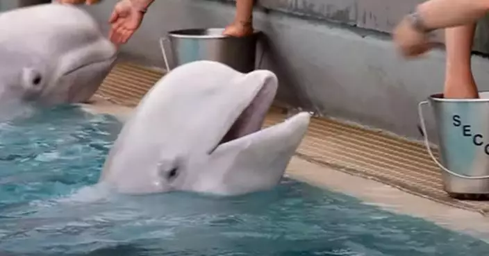 加拿大水族館4年養死15隻鯨豚 涉嫌虐待動物