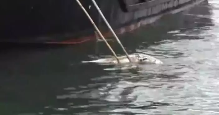 中環碼頭現海豚浮屍　水警打撈海洋公園人員跟進