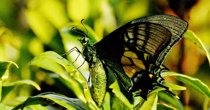 廣西九萬山保護區發現罕見「金斑喙鳳蝶」 屬國家一級保護動物