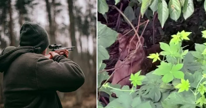 母獅大鬧南韓山區 逃脫私營觀光牧場一小時遭射殺