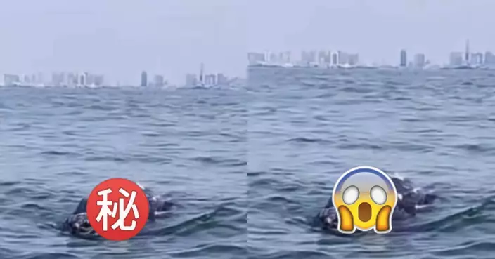 漁民驚見海面漂浮2米長巨屍！專家揭珍稀身份