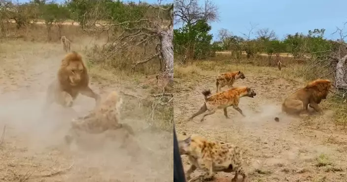 鬣狗遭雄獅咬頸 家族動員營救死裡逃生