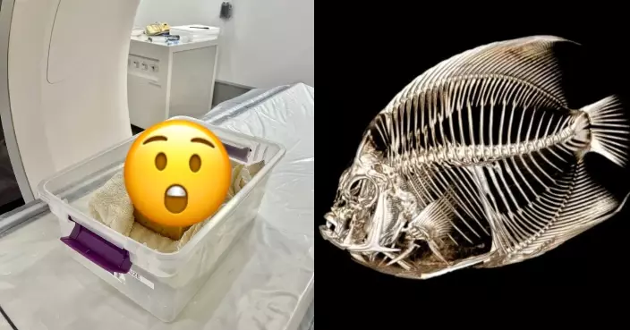 法國神仙魚泳姿古怪 動物園電腦斷層掃描助康復