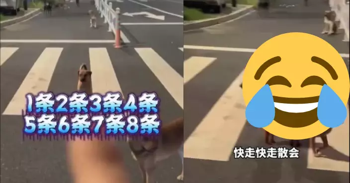 女子夜間騎車遭8隻大狗包圍  即淡定做「一舉動」全身而退