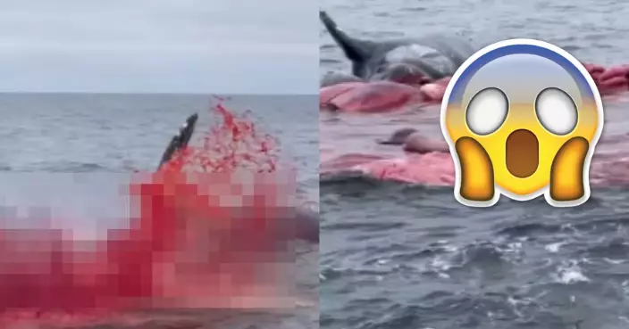 鯨魚爆裂血水四濺臟器漂浮！染紅海面震撼影片曝