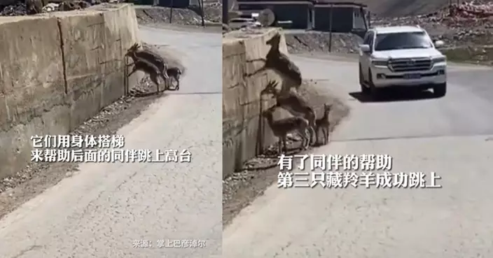 一流團隊精神！藏羚羊自發架梯搭橋助弱小過高牆