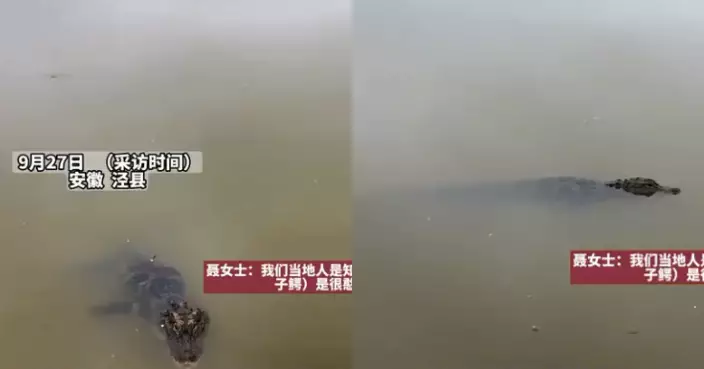 釣友遇「野生鱷魚」仍淡定垂釣兼拍片！內行人揭珍稀身份