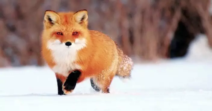 狐狸渡河 「狐疑不決」測冰層