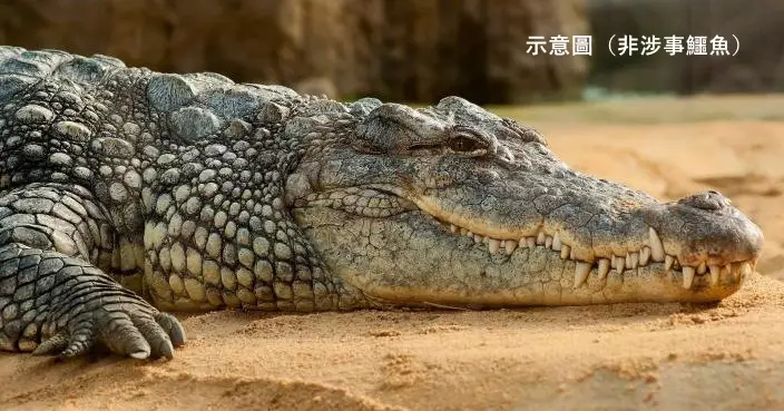 鱷魚慘遭毀容上頜整塊消失 露白色舌頭恐怖照片曝光