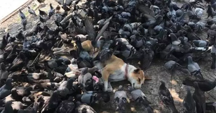 100%和平共處！泰國狗狗遭百隻鴿子包圍繼續倒頭大睡