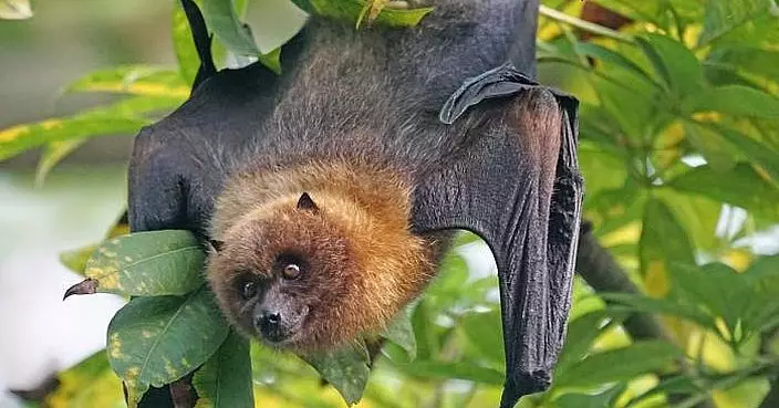 「蝙蝠病毒」入侵襲南印度 致死率高患者24小時昏迷