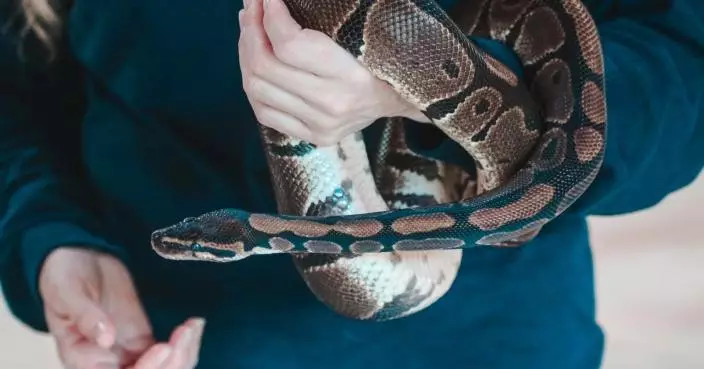 地毯蟒蛇也滑浪？ 澳洲男頸纏竉物蛇暢泳被控違法