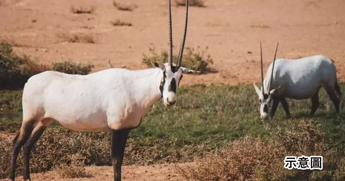 南非羚羊長角嚴重變形「向後彎自插穿頸」 仍生龍活虎