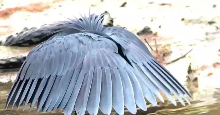 非洲蒼鷺「翅膀遮臉」似怕醜？ 真相竟是……